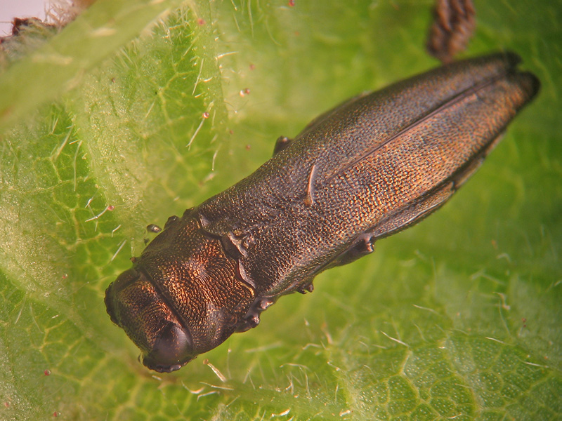Agrilus cuprescens?